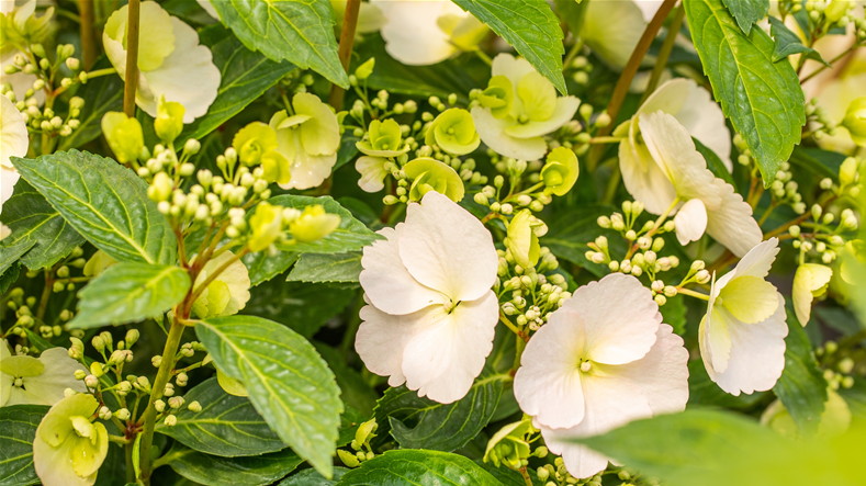 bonsai klassen dusseldorf Schley’s Blumenparadies Mettmann