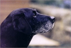hundezuchter dusseldorf Labrador Retriever „vom Keien Fenn“